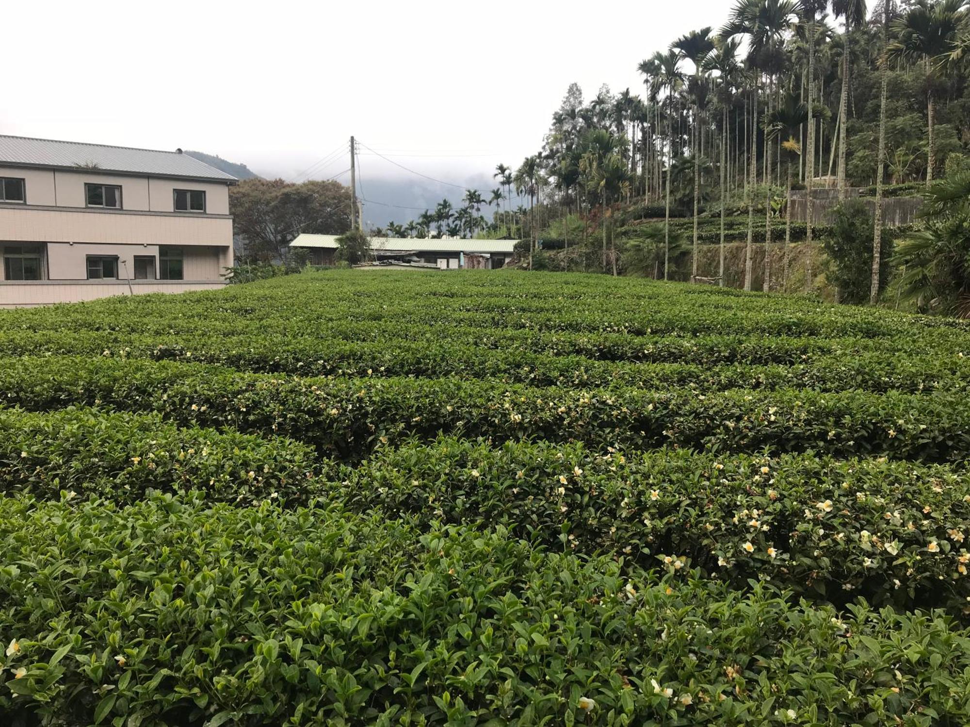 Apartmán De Ren Tea Gardens Meishan Exteriér fotografie