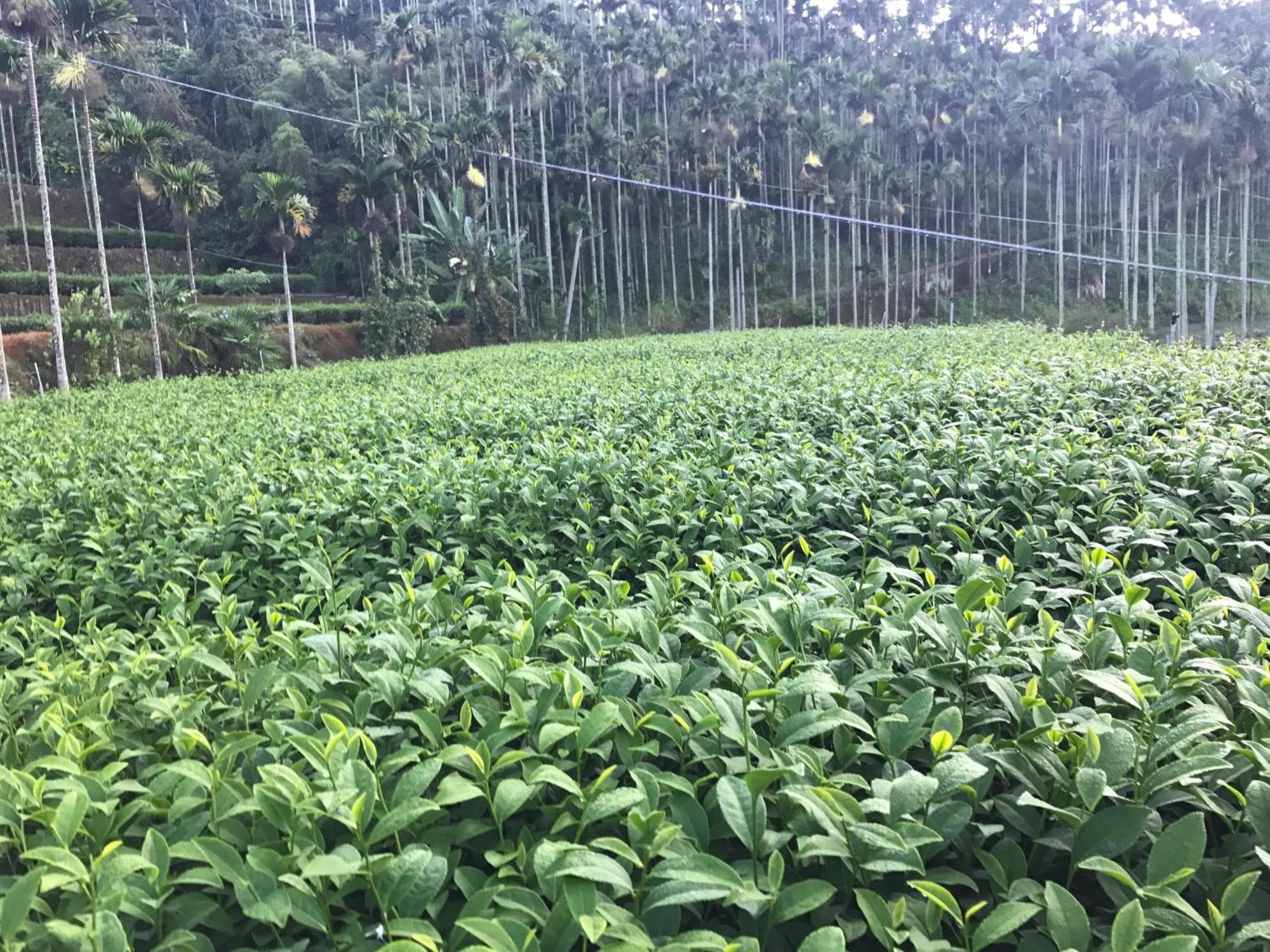 Apartmán De Ren Tea Gardens Meishan Exteriér fotografie