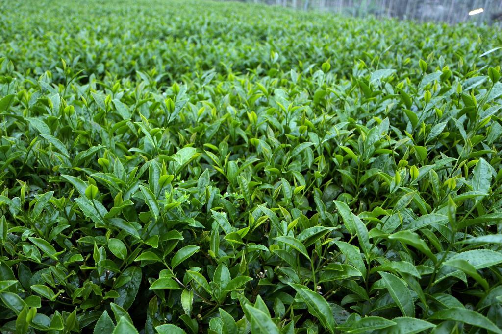 Apartmán De Ren Tea Gardens Meishan Exteriér fotografie